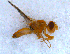  (Tephritidae - DNA 20090523-31)  @16 [ ] Copyright (2010) Unspecified NCB Naturalis