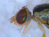  ( - DNA 20090527-08)  @14 [ ] Copyright (2010) Unspecified NCB Naturalis