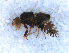  (Dithryca - DNA 20090606-02)  @13 [ ] Copyright (2010) Unspecified NCB Naturalis