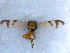  ( - DNA 20090613-06)  @12 [ ] Copyright (2010) Unspecified NCB Naturalis