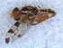  ( - DNA 20090613-11)  @13 [ ] Copyright (2010) Unspecified NCB Naturalis