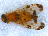  ( - DNA 20090613-12)  @15 [ ] Copyright (2010) Unspecified NCB Naturalis
