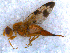  ( - DNA 20090613-31)  @11 [ ] Copyright (2010) Unspecified NCB Naturalis