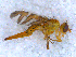  ( - DNA 20090619-06)  @13 [ ] Copyright (2010) Unspecified NCB Naturalis