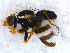  (Urophora cf. lopholomae - DNA 20090620-08)  @14 [ ] Copyright (2010) Unspecified NCB Naturalis