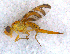  (Chaetorellia - DNA 20090620-12)  @14 [ ] Copyright (2010) Unspecified NCB Naturalis