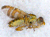  ( - DNA 20090622-14)  @13 [ ] Copyright (2010) Unspecified NCB Naturalis