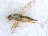  ( - DNA 20090623-03)  @14 [ ] Copyright (2010) Unspecified NCB Naturalis