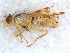  (Orellia - DNA 20090623-04)  @16 [ ] Copyright (2010) Unspecified NCB Naturalis