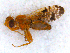  ( - DNA 20090623-07)  @11 [ ] Copyright (2010) Unspecified NCB Naturalis
