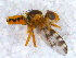  (Myopites - DNA 20090623-08)  @14 [ ] Copyright (2010) Unspecified NCB Naturalis