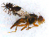  ( - DNA 20090624-03)  @13 [ ] Copyright (2010) Unspecified NCB Naturalis