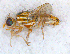  ( - DNA 20090624-12)  @11 [ ] Copyright (2010) Unspecified NCB Naturalis