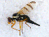  ( - DNA 20090624-14)  @13 [ ] Copyright (2010) Unspecified NCB Naturalis