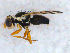  ( - DNA 20090625-02)  @13 [ ] Copyright (2010) Unspecified NCB Naturalis
