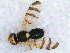  (Urophora cf. affinis - DNA 20090625-02)  @14 [ ] Copyright (2010) Unspecified NCB Naturalis