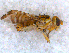  ( - DNA 20090626-05)  @13 [ ] Copyright (2010) Unspecified NCB Naturalis