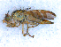  (Chaetostomella - DNA 20090626-41)  @14 [ ] Copyright (2010) Unspecified NCB Naturalis