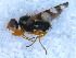  ( - DNA 20090627-09)  @13 [ ] Copyright (2010) Unspecified NCB Naturalis