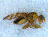  ( - DNA 20090627-34)  @13 [ ] Copyright (2010) Unspecified NCB Naturalis