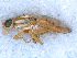  ( - DNA 20090630-01)  @13 [ ] Copyright (2010) Unspecified NCB Naturalis