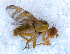  (Chaetorellia sp - DNA 20090703-04)  @14 [ ] Copyright (2010) Unspecified NCB Naturalis