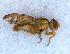  (Chaetorellia cf. jaceae - DNA 20090703-21)  @14 [ ] Copyright (2010) Unspecified NCB Naturalis