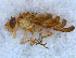  (Chaetorellia acrolophi - DNA 20090704-09)  @13 [ ] Copyright (2010) Unspecified NCB Naturalis
