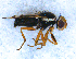  (Urophora cuspidata - DNA 20090704-32)  @14 [ ] Copyright (2010) Unspecified NCB Naturalis