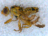  ( - DNA 20090704-43)  @13 [ ] Copyright (2010) Unspecified NCB Naturalis