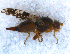  ( - DNA 20090704-44)  @14 [ ] Copyright (2010) Unspecified NCB Naturalis