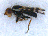  (Urophora terebrans - DNA 20090706-28)  @14 [ ] Copyright (2010) Unspecified NCB Naturalis