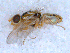 ( - DNA 20090707-25)  @13 [ ] Copyright (2010) Unspecified NCB Naturalis