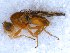  (Oxyna - DNA 20090707-36)  @15 [ ] Copyright (2010) Unspecified NCB Naturalis