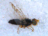  (Acanthiophilus - DNA 20090707-62)  @14 [ ] Copyright (2010) Unspecified NCB Naturalis