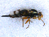  ( - DNA 20090708-03)  @13 [ ] Copyright (2010) Unspecified NCB Naturalis