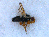  (Urophora cf. cuspidata - DNA 20090708-26)  @12 [ ] Copyright (2010) Unspecified NCB Naturalis