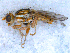  (Terellia cf. serratulae - DNA 20090708-43)  @14 [ ] Copyright (2010) Unspecified NCB Naturalis
