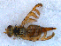  (Chaetorellia loricata - DNA 20090708-47)  @14 [ ] Copyright (2010) Unspecified NCB Naturalis