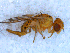  (Chaetorellia cf. acrolophi - DNA 20090713-01)  @14 [ ] Copyright (2010) Unspecified NCB Naturalis