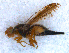  ( - DNA 20090715-02)  @11 [ ] Copyright (2010) Unspecified NCB Naturalis