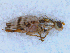  (Terellia ruficauda s.str - DNA 20090717-01)  @13 [ ] Copyright (2010) Unspecified NCB Naturalis