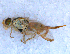  ( - DNA 20090717-03)  @11 [ ] Copyright (2010) Unspecified NCB Naturalis