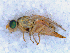  (Terellia virens - DNA 20090717-20)  @15 [ ] Copyright (2010) Unspecified NCB Naturalis