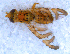  (Chaetorellia - DNA 20090717-24)  @14 [ ] Copyright (2010) Unspecified NCB Naturalis