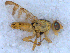  (Terellia tussilaginis - DNA 20090718-41)  @11 [ ] Copyright (2010) Unspecified NCB Naturalis