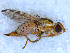  (Terellia winthemi - DNA 20090719-07)  @14 [ ] Copyright (2010) Unspecified NCB Naturalis