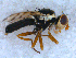  (Urophora solstitialis - DNA 20090721-18)  @14 [ ] Copyright (2010) Unspecified NCB Naturalis