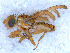  (Chaetorellia cf. loricata - DNA 20090722-11)  @14 [ ] Copyright (2010) Unspecified NCB Naturalis
