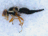  (Urophora sirunaseva - DNA 20090722-36)  @14 [ ] Copyright (2010) Unspecified NCB Naturalis